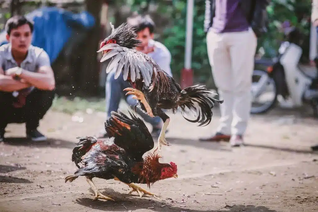 Apply flexible tactical cockfighting tips during the match